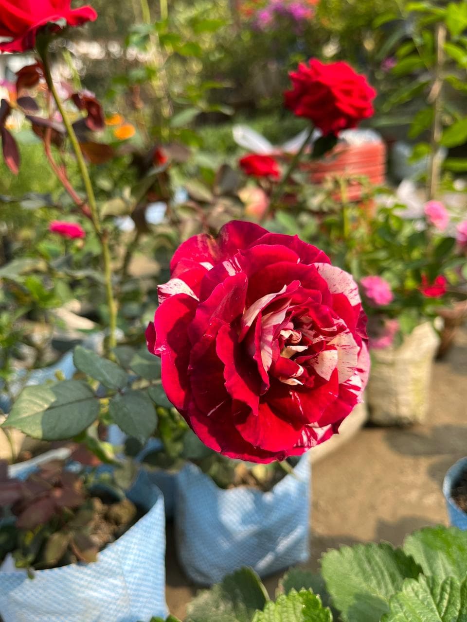 rose